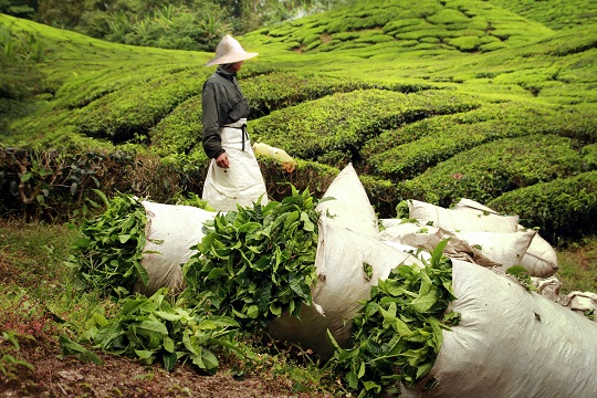 bags full of tea leaves harvested on tea plantation