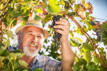 Harvesting Grapes in the Vineyard
