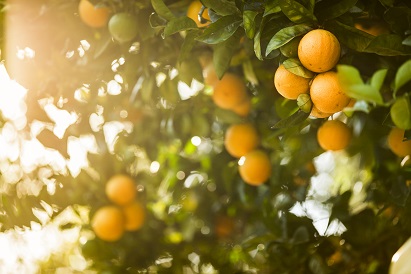Ripe orange citrus grove
